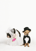 Chiens d'amour en habits de mariage